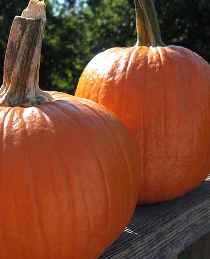 Pie Pumpkin Soup