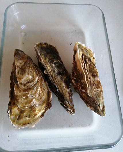 Huîtres quotidiennes
