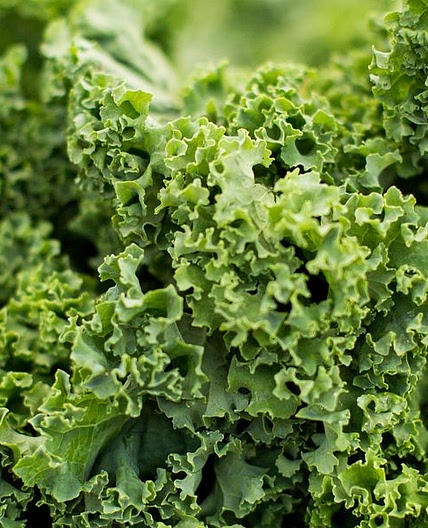 Wild Gitigan Salad