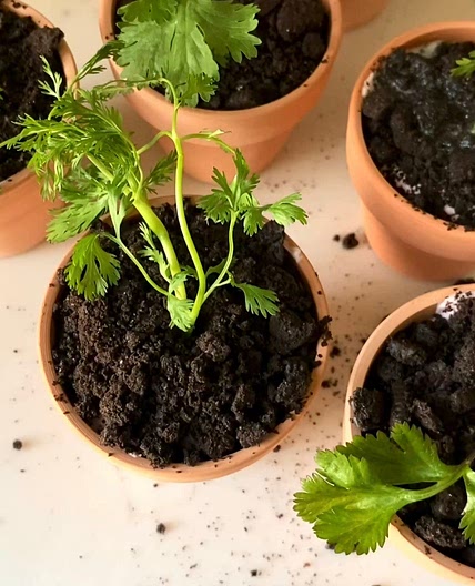 Dirt Cake