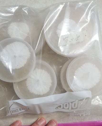 Petri Dishes