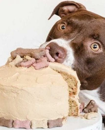 Dog Birthday Cake