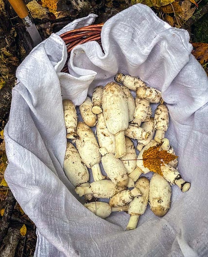 Shaggy Mane Soup
