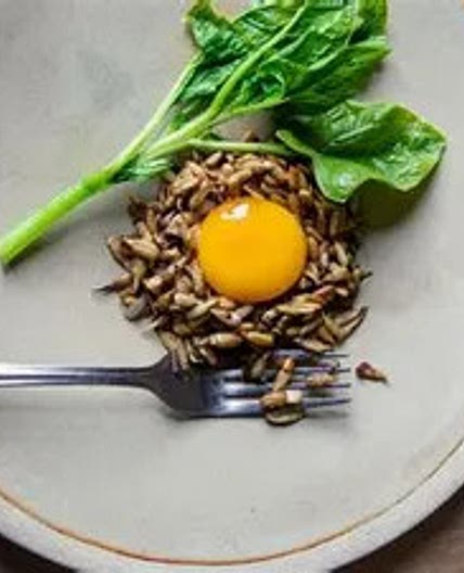 Œufs marinés à la bière et graines de tournesol germées (Florent Ladeyn)