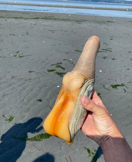 Clam Chowder