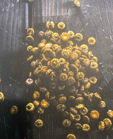 Câpres de boutons de marguerite
