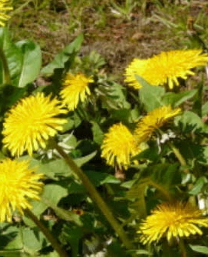 Sablés aux pissenlits