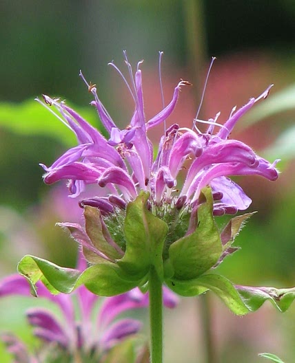 Thé de Monarde 
