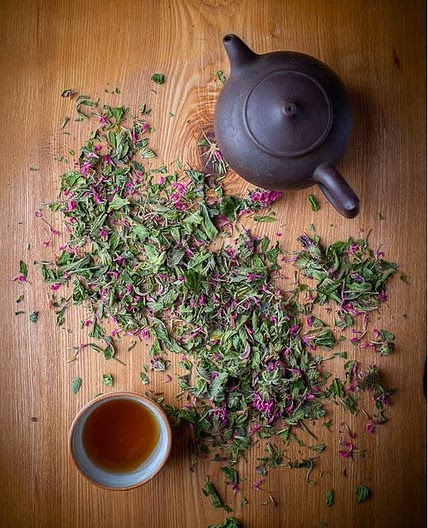 Infusion de thé d’Oswégo