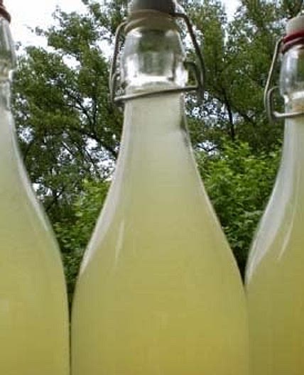 Limonade de tilleul 