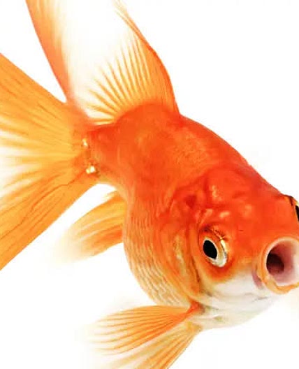 Cod