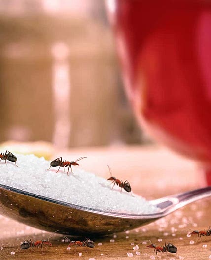 DIY Borax Ant Killer (No More Ants!)