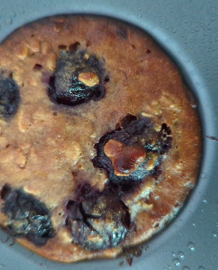 High protein cherry muffin (no flour/no sugar)