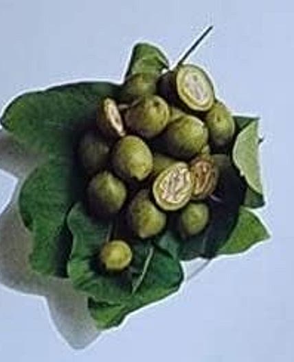Nocino - Italian Liqueur