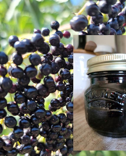 Seedless Blueberry/Elderberry Jam No water bath!