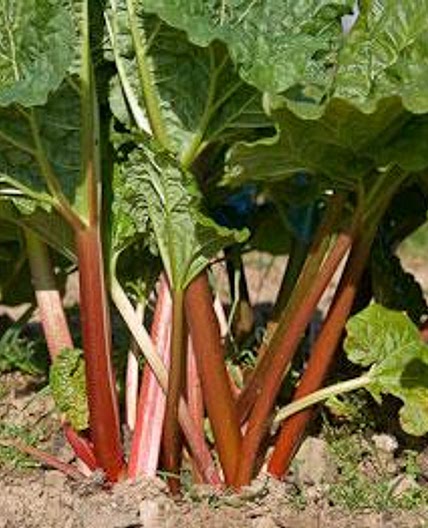 Rhubarb chutney