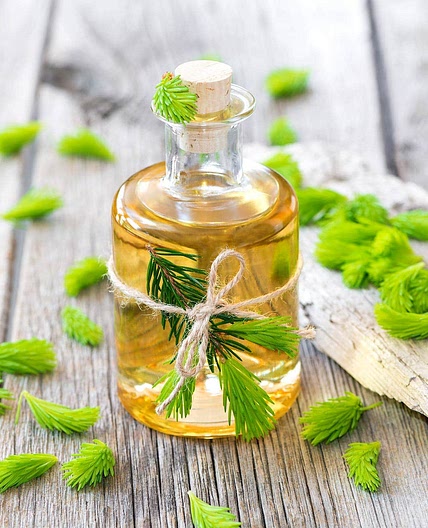 Spruce Tip Syrup