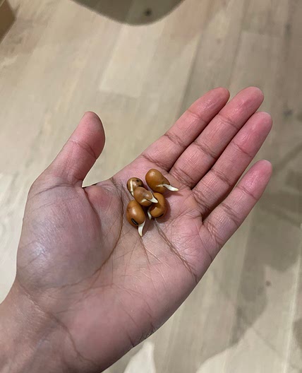 How to: Sprouting