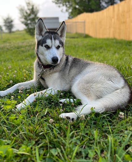 Dog: Salmon & Veggies