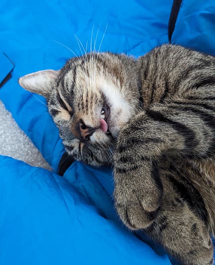 Pussay