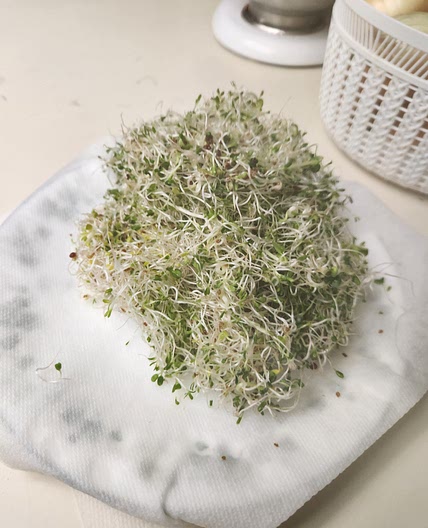 Sprouts/Mini Greens In A Mason Jar in 6 days