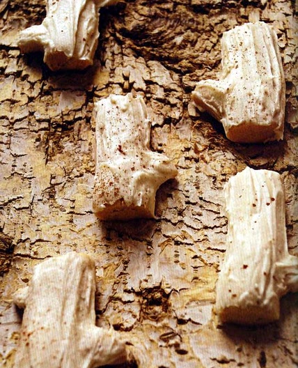 Birch Cookies - Elder Scrolls