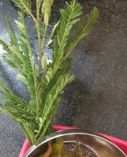 अदरक और मिर्ची का अचार (Ginger Or Mirchi Achar Recipe In Hindi)