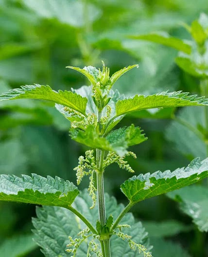 Nettle Tea Flush