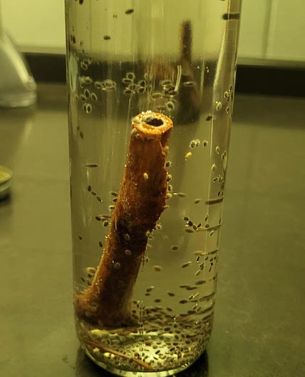 Cinnamon tea