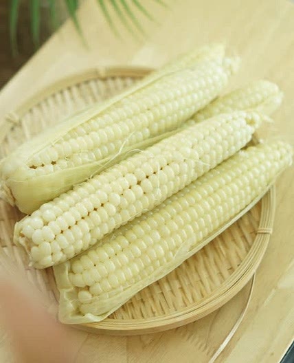 옥수수삶기 대학 찰옥수수 삶는법 삶는시간 알려드립니다