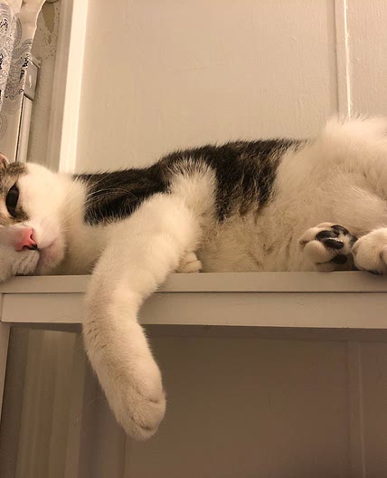Optional Homecooked Cat Food Recipe