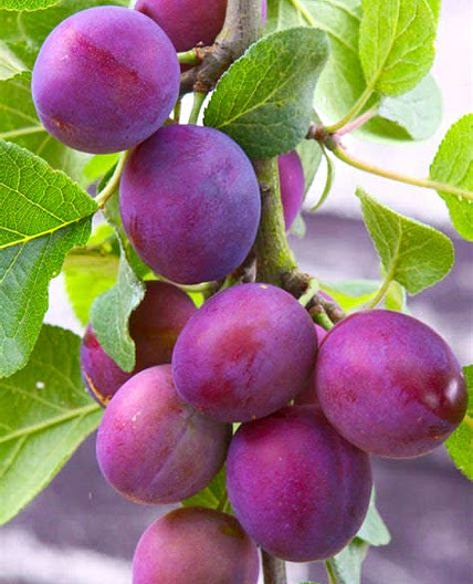 Plum Orange Jam