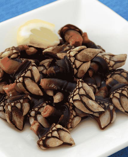 Spanish Percebes