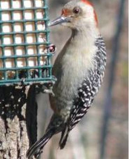 Home made bird ‘suet’ feeder recipes