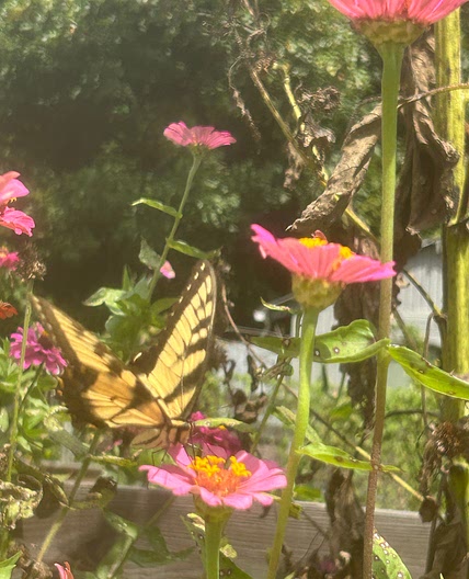 Bean, Cheese and Onion Burritos 