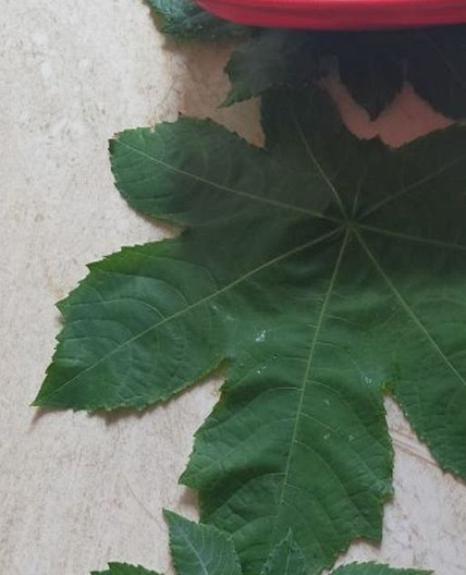 टमाटर का अचार (tamatar ka achar recipe in Hindi)