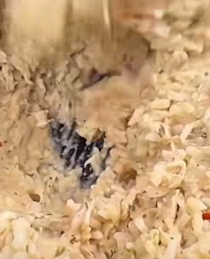 ITALIAN CHICKEN & RICE IN THE OLE CROCK POT 🍗🍚🇮🇹