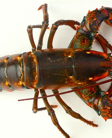 Classic New England Lobster Rolls