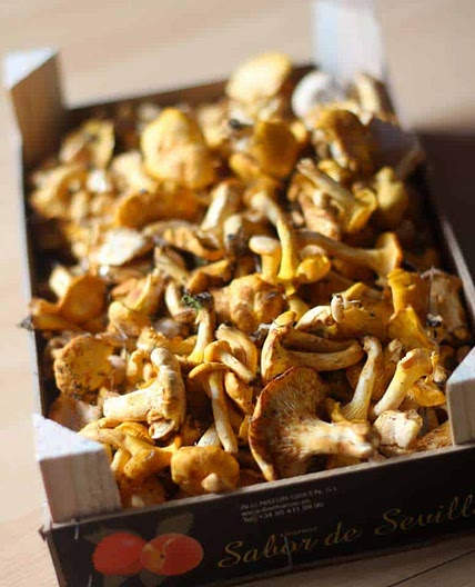 Chanterelle and Gruyère Tart