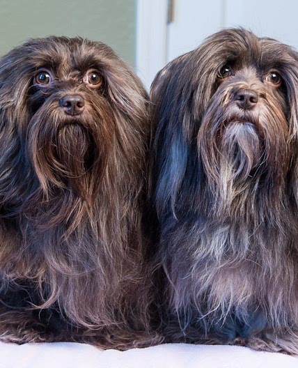 Healthy Homemade Dog Food