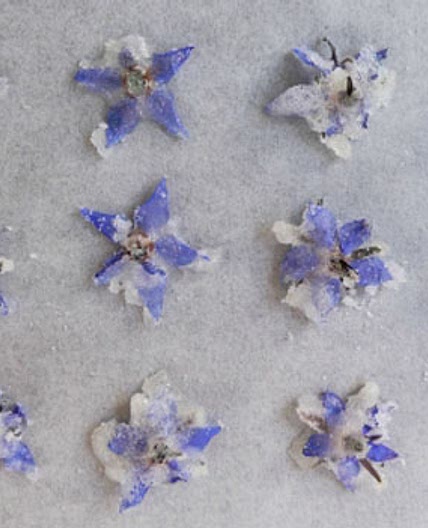 Crystallized Borage