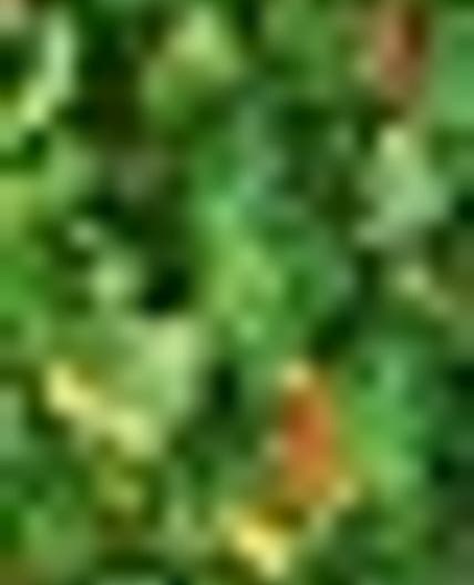 Sri Lankan kale mallum