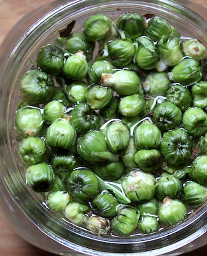 Pickled Dandelion Capers