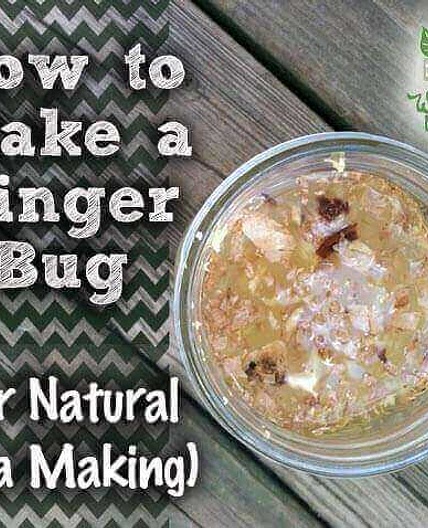 Ginger Bug Recipe