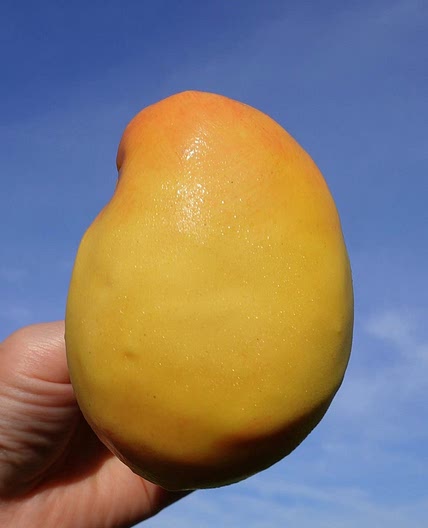 Mango Ice Cream