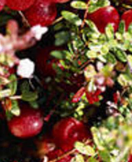 5 Homemade Spa Treatments from Holiday Leftovers