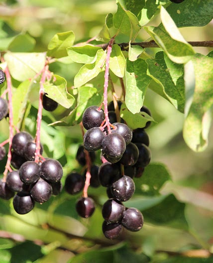 Berry Pudding (Northern Cheyennes make Chokecherry Pudding)