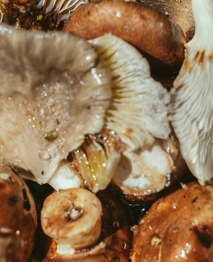 3 fast recipes to cook mushrooms