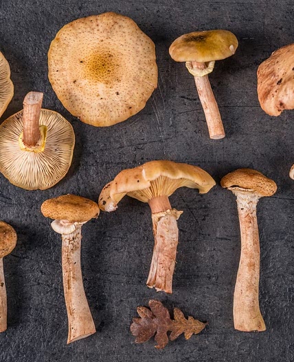 How to Prepare Honey Mushrooms