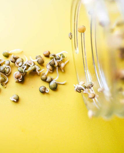 How To Sprout Lentils